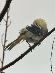 Icterus bullockii