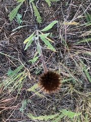 Echinacea