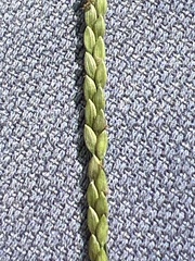 Digitaria ischaemum
