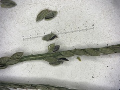 Digitaria ischaemum