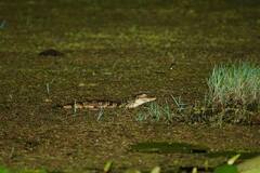 Caiman crocodilus