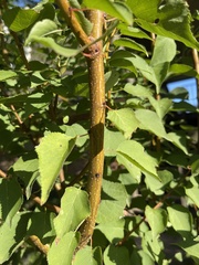 Prunus armeniaca