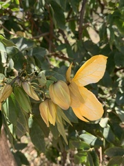 Senna splendida gloriosa