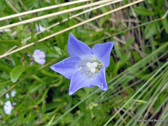 Wahlenbergia violacea