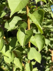 Prunus armeniaca