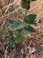 Symphoricarpos occidentalis