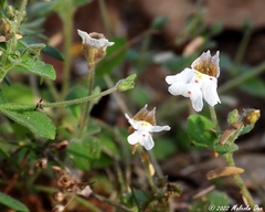 Diclis petiolaris