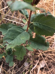 Symphoricarpos occidentalis
