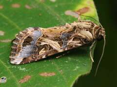 Noctuidae