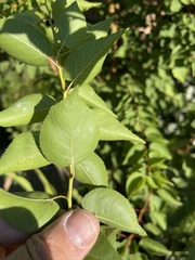 Prunus armeniaca
