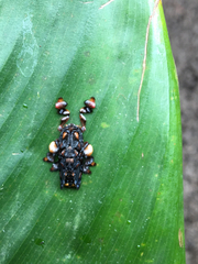 Phobetron hipparchia