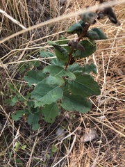 Symphoricarpos occidentalis