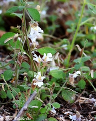 Diclis petiolaris