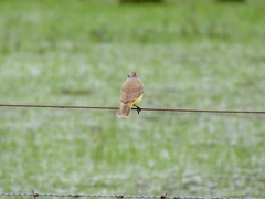 Machetornis rixosa