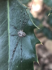 Dicranopalpus ramosus