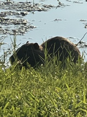 Myocastor coypus