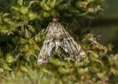 Petrophila confusalis