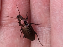 Poecilus cupreus