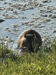Myocastor coypus