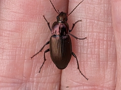 Poecilus cupreus