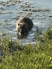 Myocastor coypus