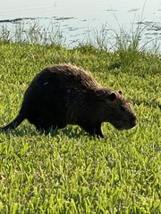 Myocastor coypus