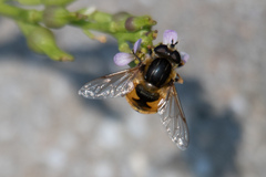 Helophilus lapponicus