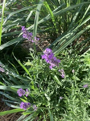 Lavandula