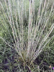 Schizachyrium