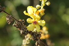 Verbascum nigrum