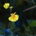Yellow Bladderwort - Photo (c) Kasper Malmberg, some rights reserved (CC BY), uploaded by Kasper Malmberg