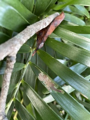 Liriomyza schmidti