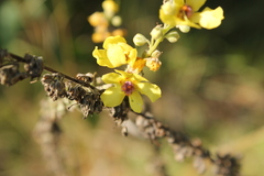 Verbascum nigrum