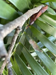 Liriomyza schmidti