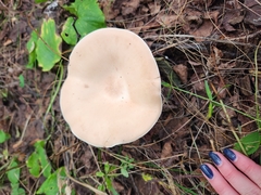 Infundibulicybe geotropa