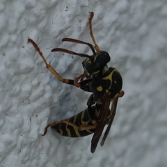 Polistes nimpha