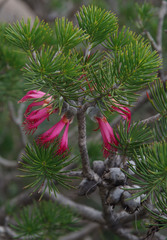 Melaleuca rupestris