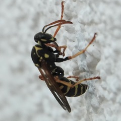 Polistes nimpha