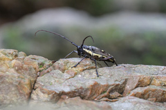 Batocera rubus