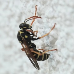 Polistes nimpha