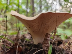 Infundibulicybe geotropa