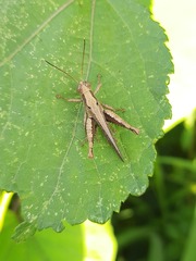 Pirithoicus ophthalmicus