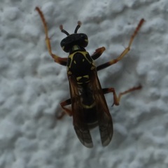 Polistes nimpha