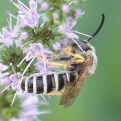 Halictus scabiosae