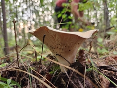 Infundibulicybe geotropa
