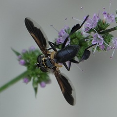 Trichopoda pictipennis