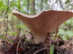 Infundibulicybe geotropa