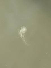 Chrysaora chesapeakei