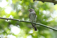 Muscicapa sibirica