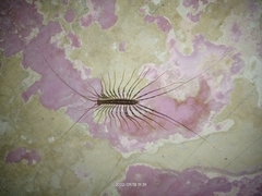 Scutigeromorpha